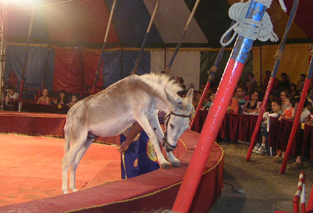 Цирк