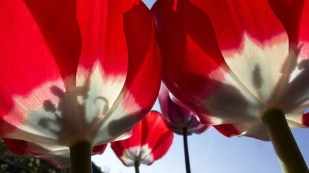 1 Май, Ден на труда