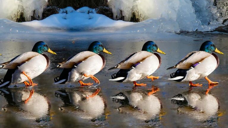 8 правила за мотивация на Адеър