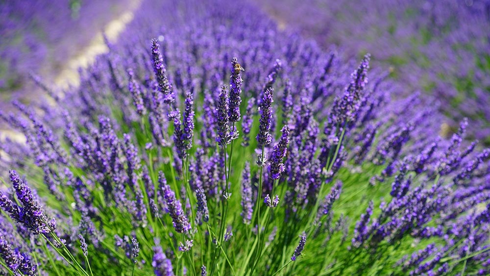 Какво е "арома-маркетинг" и каква е връзката му с директния маркетинг? Какво е "арома-маркетинг" и каква е връзката му с директния маркетинг?