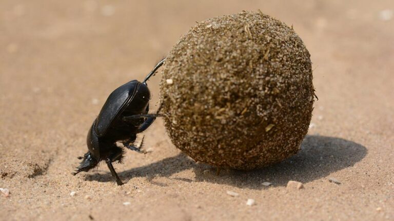 Борбеност. Как да поемаме предизвикателствата и да се изправяме срещу трудностите