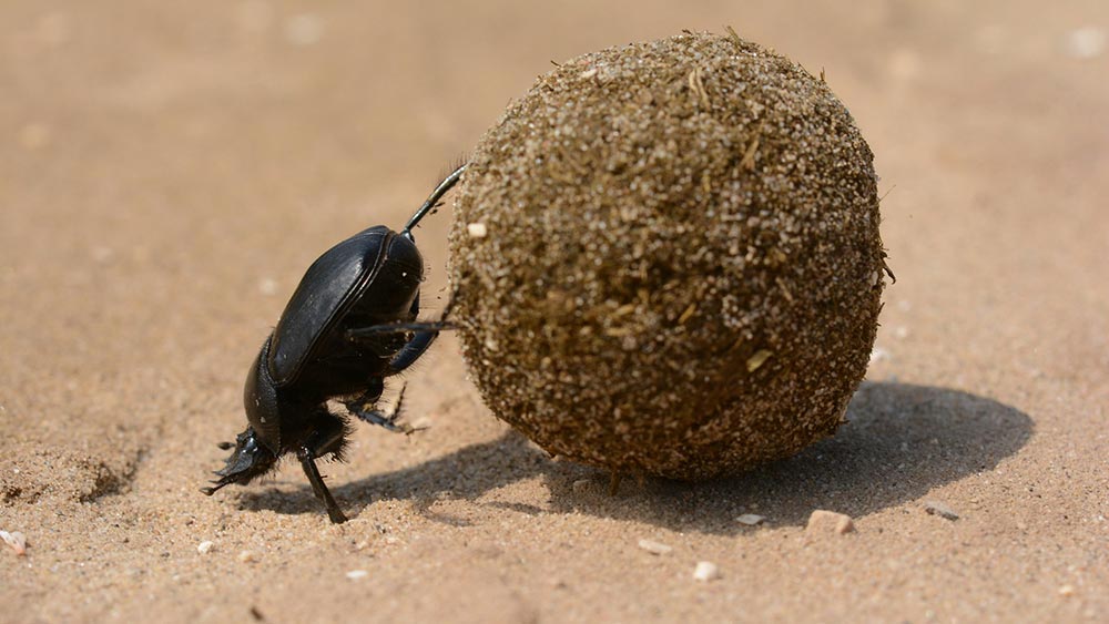 Борбеност. Как да поемаме предизвикателствата и да се изправяме срещу трудностите