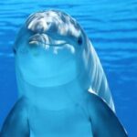 Ентусиазъм и оптимизъм. Как да се гмуркаме в живота и да гледаме ведро на реалността