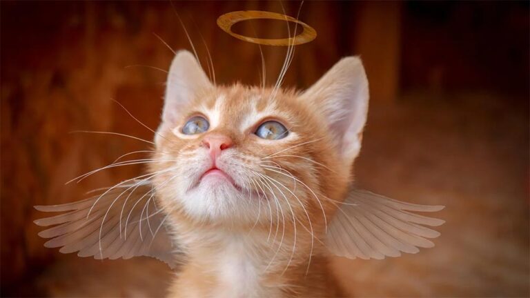 Хало ефект и Дяволски ефект