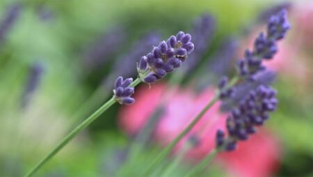 Искреност и честност. Как да бъдем себе си и да се осмеляваме да кажем каквото мислим