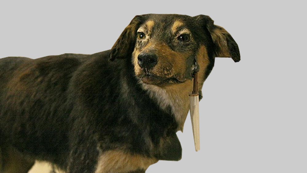 Теория за рефлексите и Кучето на Павлов