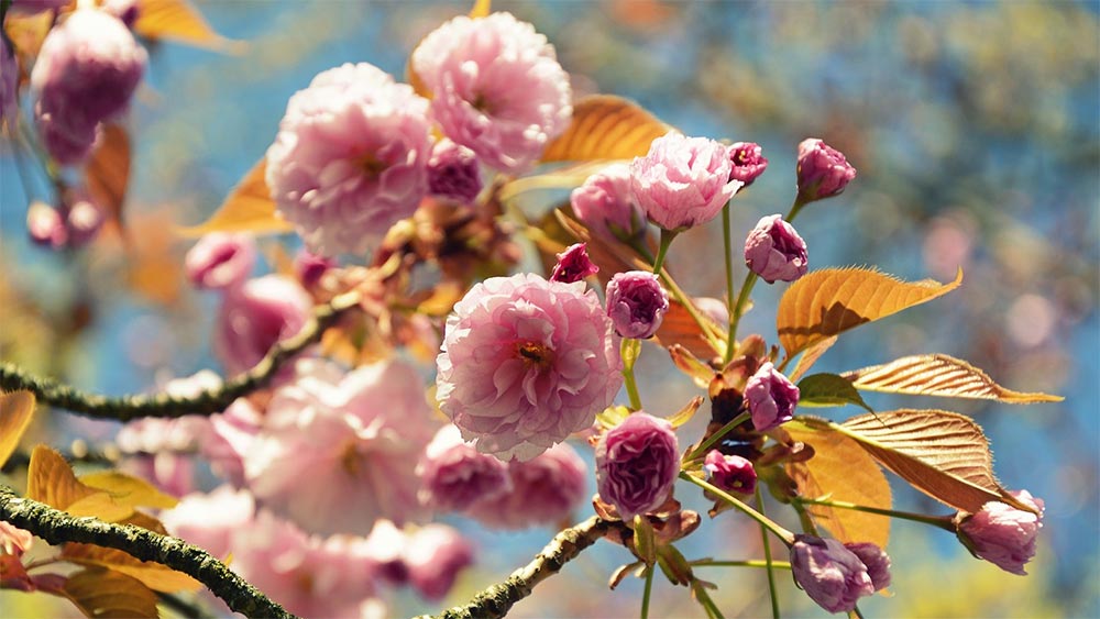 Модел PERMA за благополучие на Селигман