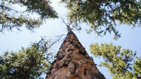 Модел за личностно развитие на Павлина