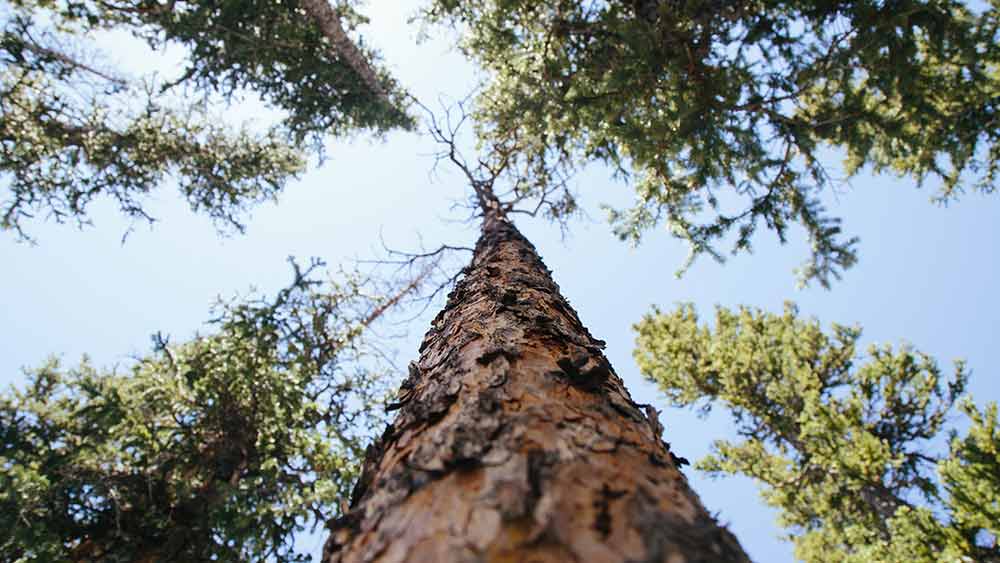 Модел за личностно развитие на Павлина Модел за личностно развитие на Павлина