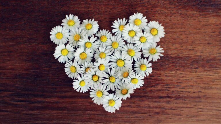 Модел с нови 4P за маркетинг микс на Янч