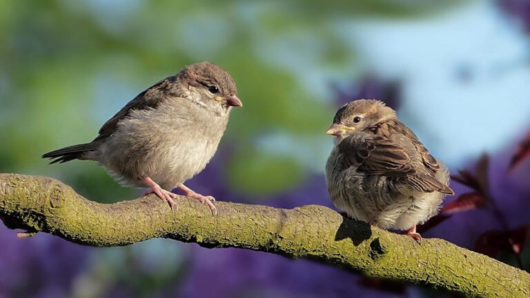Модел за убеждаване на Тейлър, Пепло и Сиърс