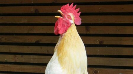 Най-успешните техники за ставане рано