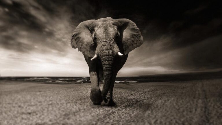 Лидерство: Накарайте слона да скача!