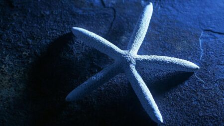 Петте основи на децентрализираната организация