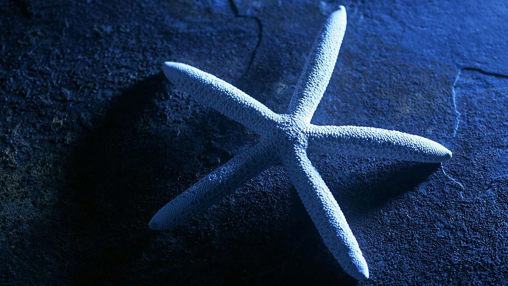 Петте основи на децентрализираната организация Петте основи на децентрализираната организация