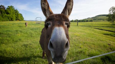 Притча за стареца, момчето и магарето, или защо не бива да угаждаме на всички