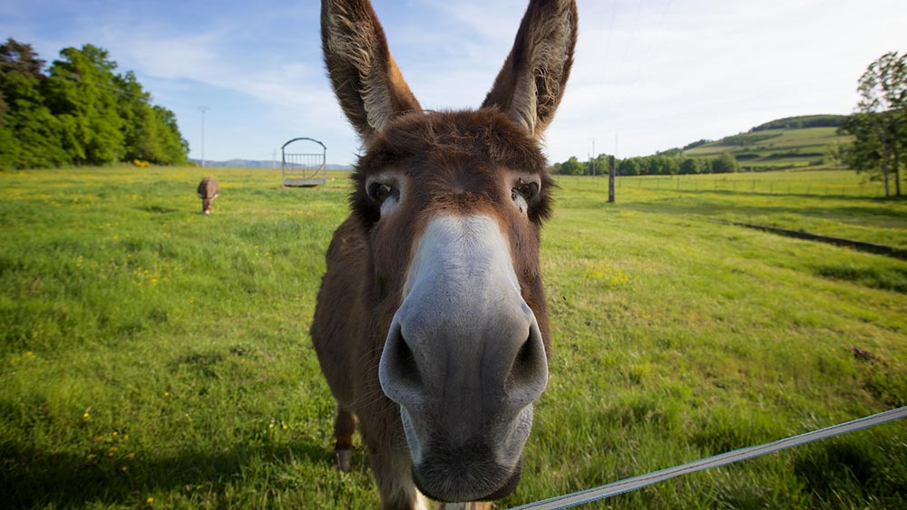 Притча за стареца, момчето и магарето, или защо не бива да угаждаме на всички Притча за стареца, момчето и магарето, или защо не бива да угаждаме на всички