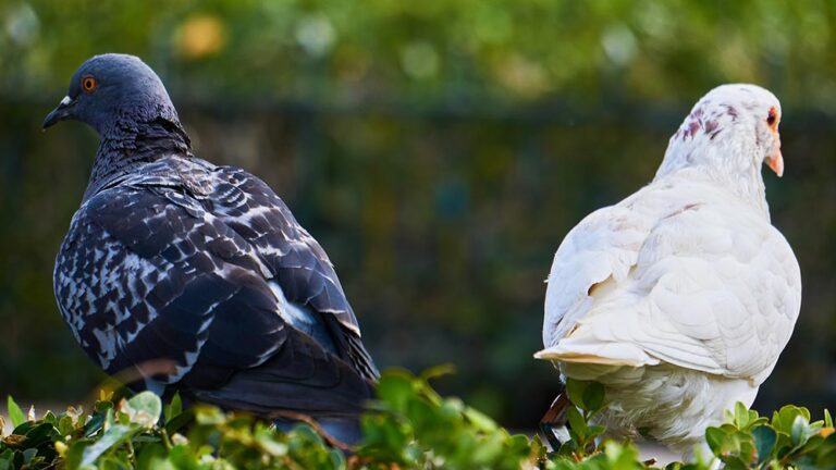 Равнопоставеност на половете в управлението