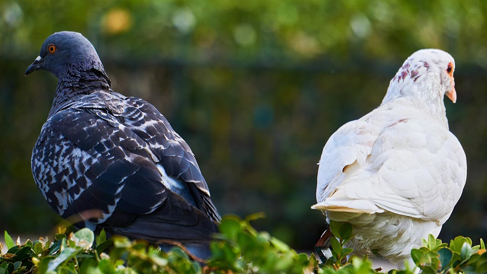 Равнопоставеност на половете в управлението Равнопоставеност на половете в управлението