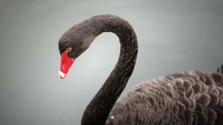 Теория за черния лебед на Талеб