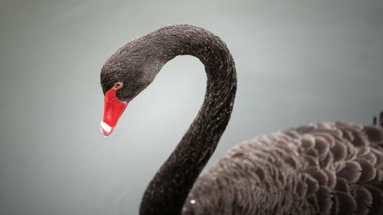 Теория за черния лебед на Талеб