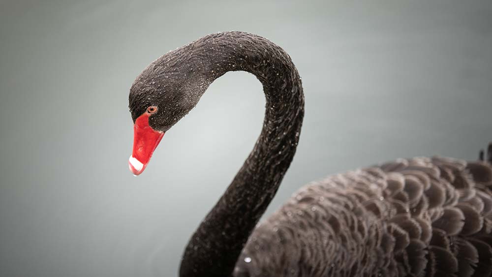 Теория за черния лебед на Талеб