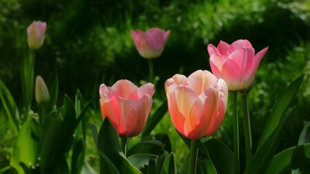 Теория за добродетелите на Аристотел
