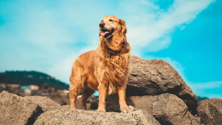 Трите кучешки породи на управление