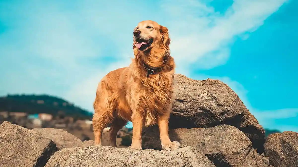 Трите кучешки породи на управление
