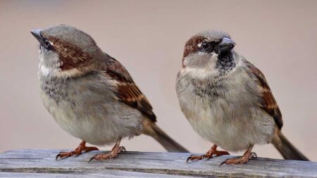 Урок по поемане на риск от врабчетата на плажа