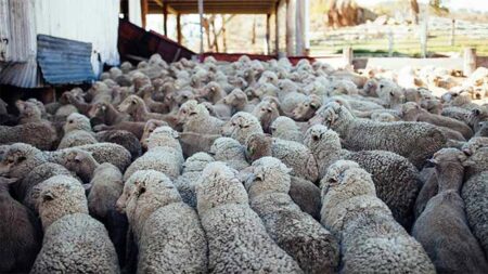 Във всяко стадо има мърша. Не го приемай лично!