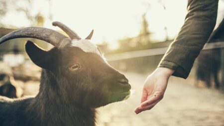 Закон за ефекта на Торндайк