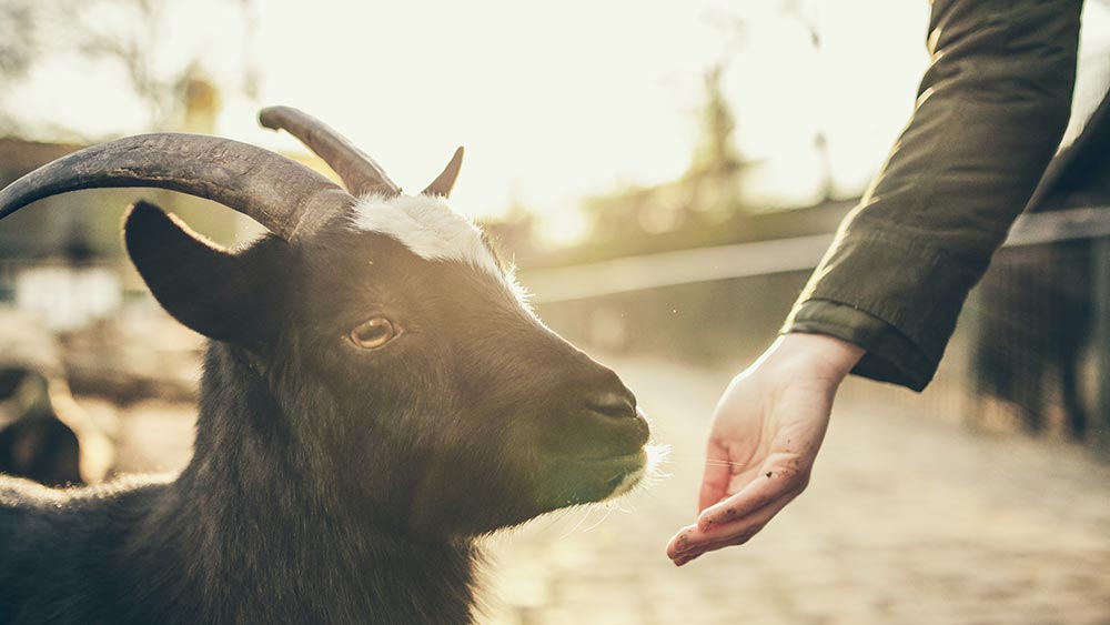 Закон за ефекта на Торндайк Закон за ефекта на Торндайк