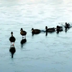 Златните правиля за успешно управление на хора